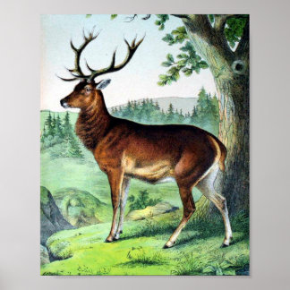 Hirsch und Rentier Poster