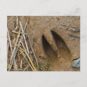 Hirschbahn Postkarte