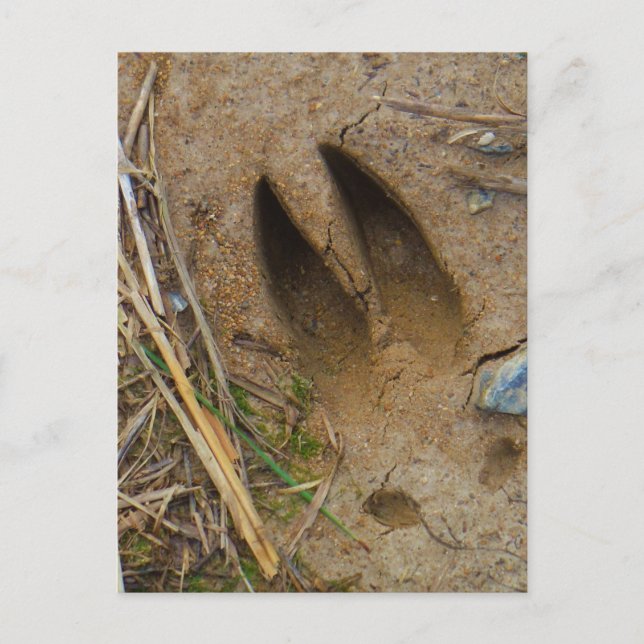 Hirschbahn Postkarte (Vorderseite)