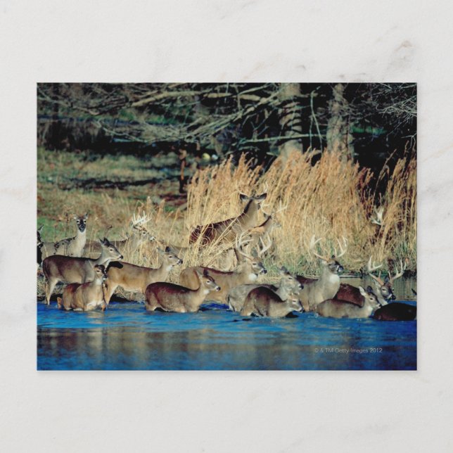 Hirschbestand 2 postkarte (Vorderseite)