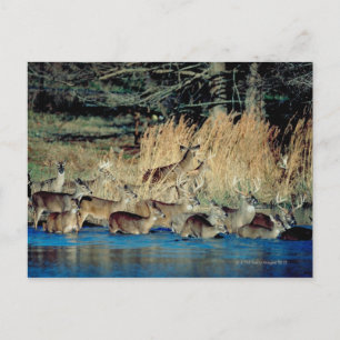 Hirschbestand 2 postkarte