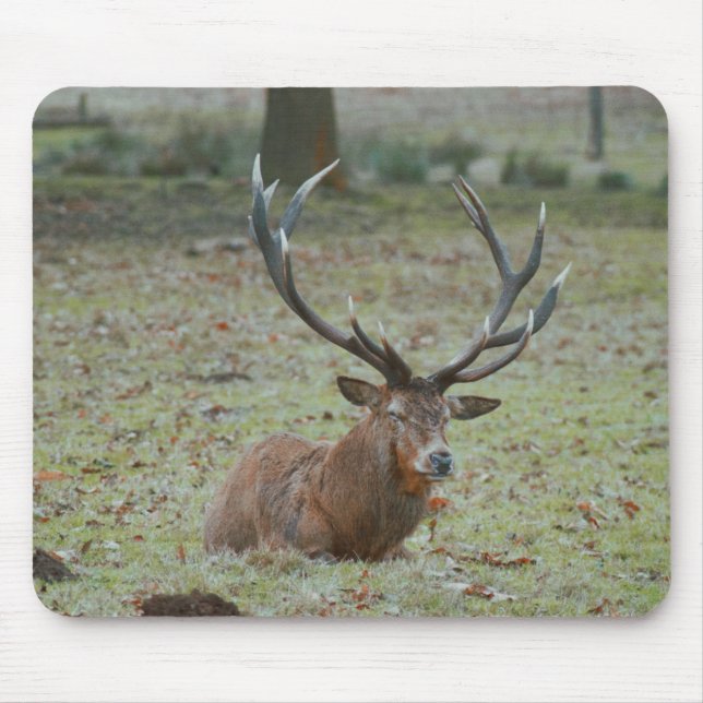 Hirschbuck Mousepad (Vorne)