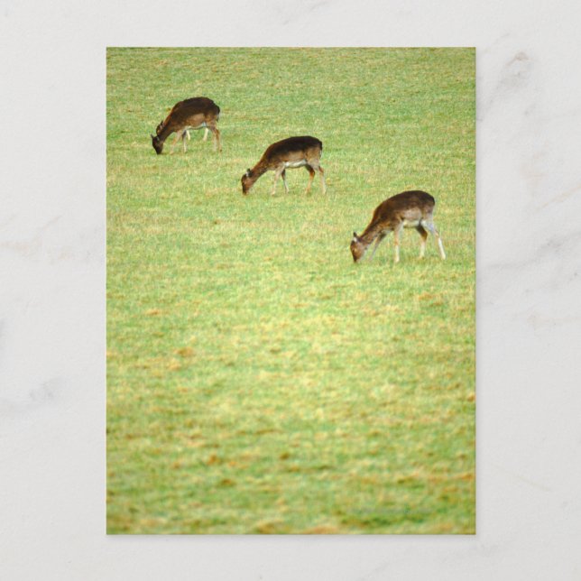 Hirsche 2 postkarte (Vorderseite)