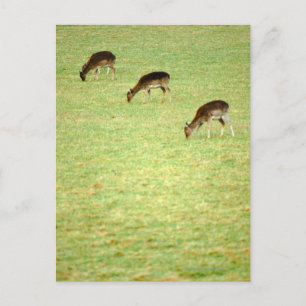 Hirsche 2 postkarte
