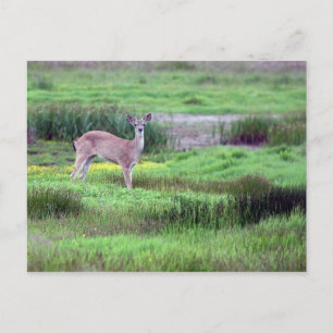 Hirsche auf der Postkarte