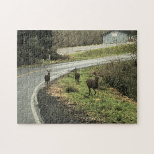 Hirsche auf der Straße, Cape Enttäuschung, WA