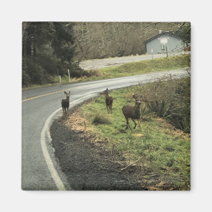 Hirsche auf der Straße, Cape Enttäuschung, WA Magnet