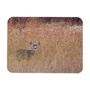 Hirsche auf der Wiese Magnet