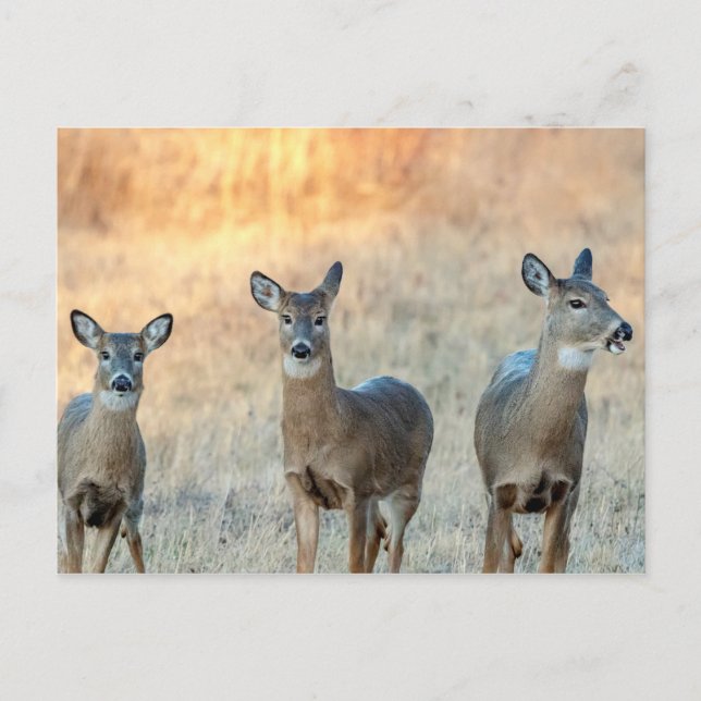 Hirsche auf einem Feld Postkarte (Vorderseite)