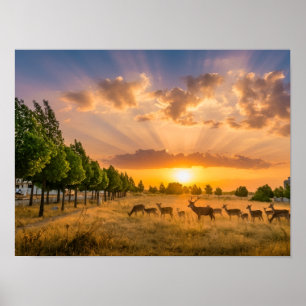 Hirsche bei goldenem Sonnenuntergang Poster - Wild