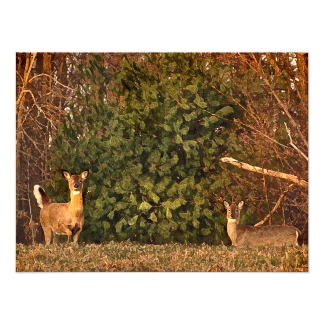 Hirsche bei Sonnenaufgang Fotodruck (Vorne)