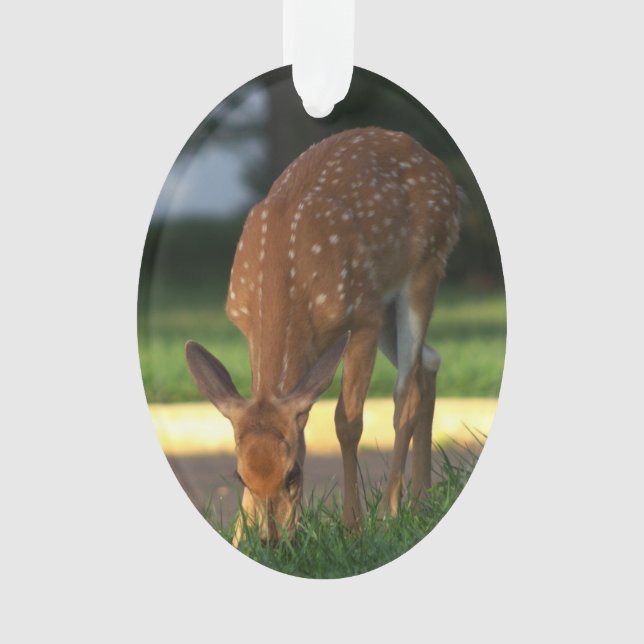Hirsche-Foto-Ornament Ornament (Vorderseite)