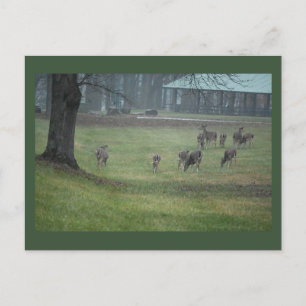 Hirsche Foto Postkarte