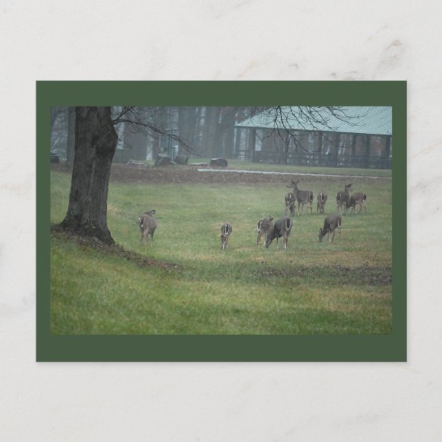 Hirsche Foto Postkarte (Vorderseite)