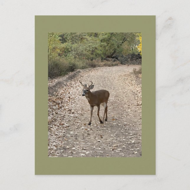 Hirsche Foto Postkarte (Vorderseite)