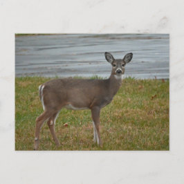 Hirsche Foto Postkarte