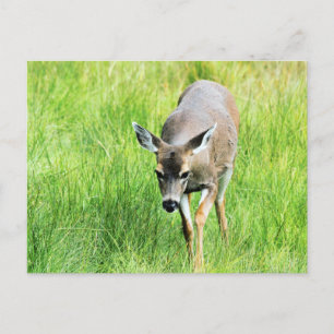 Hirsche im Freien Postkarte