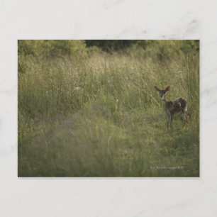 Hirsche im großen Gras Postkarte