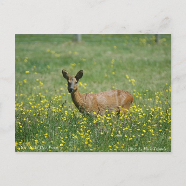 Hirsche im neuen Wald Postkarte (Vorderseite)