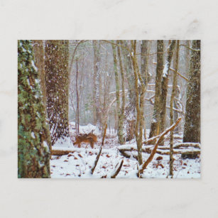 Hirsche im Schnee, lecken Bein Postkarte