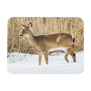 Hirsche im Schnee Magnet