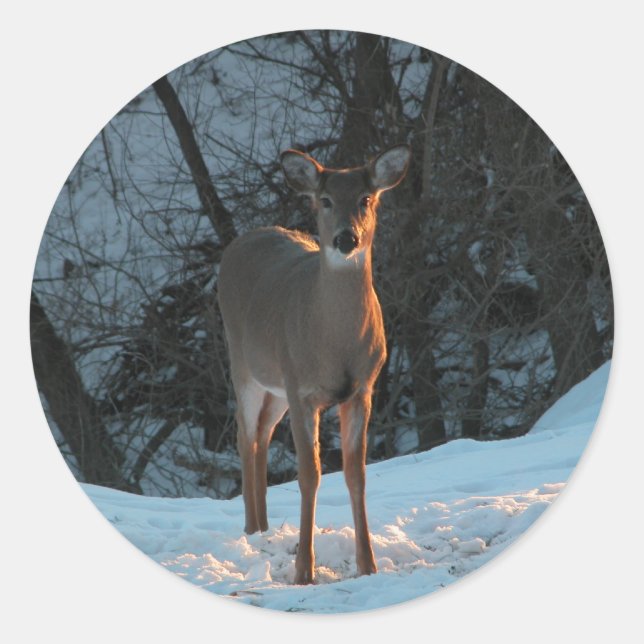 Hirsche im Schnee Runder Aufkleber (Vorderseite)