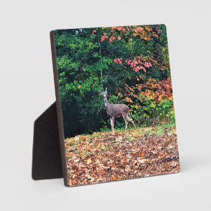 Hirsche im Wald, Oregon Fotoplatte
