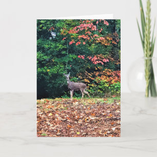 Hirsche im Wald, Oregon Karte