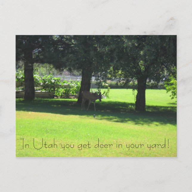 Hirsche in deinem Garten! Postkarte (Vorderseite)
