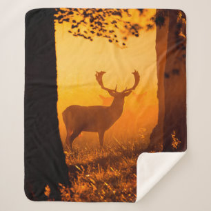 Hirsche in einem dänischen Wald, Herbst, schön, De Sherpadecke