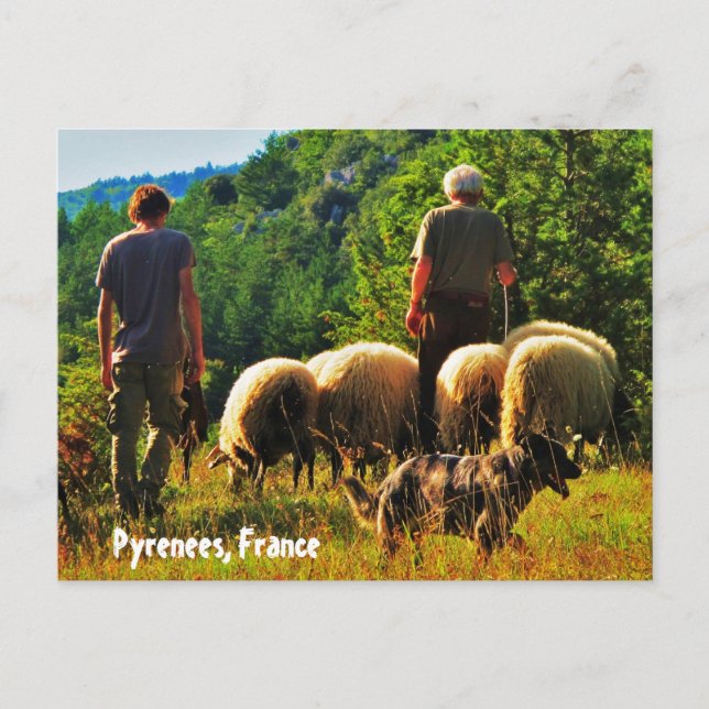 Hirsche in Frankreich Postkarte (Vorderseite)