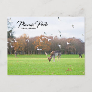 Hirsche in Phoenix Park Dublin Postcard Postkarte