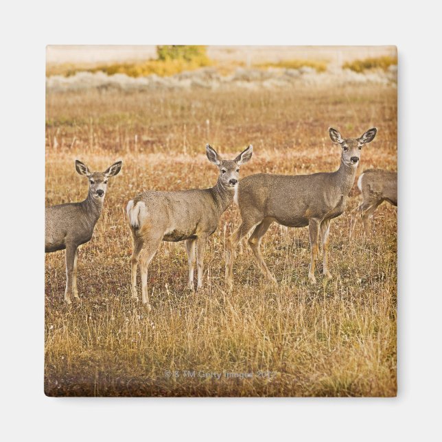Hirsche (Odocoileus hemionus) verlassen Magnet (Vorne)