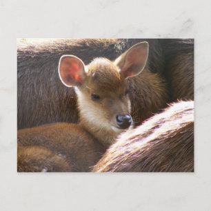 Hirsche Postkarte