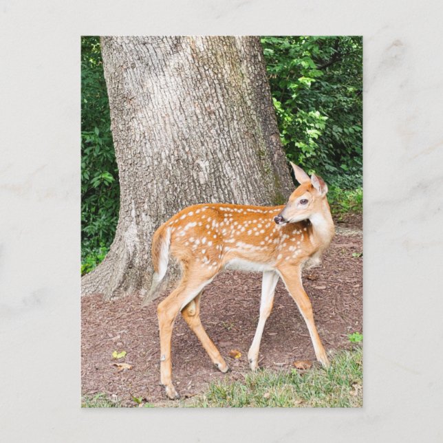Hirsche Postkarte (Vorderseite)