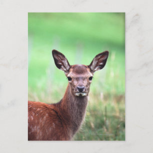 Hirsche Postkarte