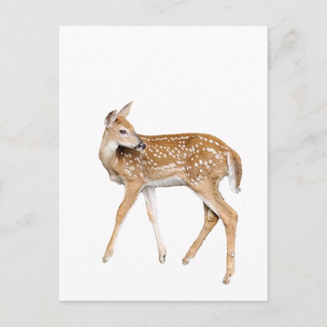 Hirsche Postkarte (Vorderseite)
