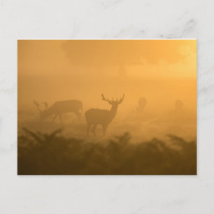 Hirsche Postkarte