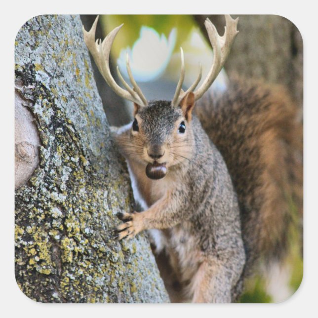 Hirsche Squirrelly Quadratischer Aufkleber (Vorderseite)