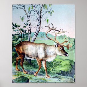 Hirsche und Rentiere Poster