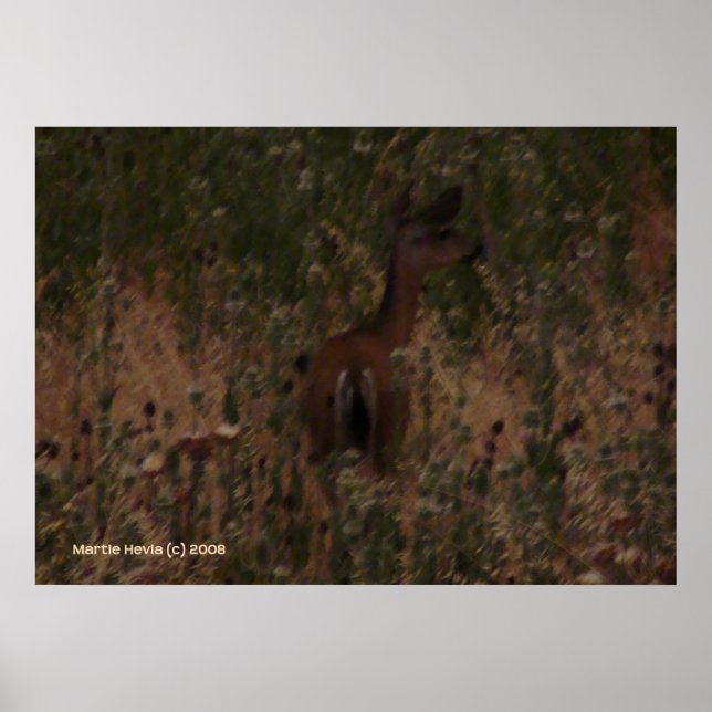Hirsche versteckt sich in trockenem Gras Poster (Vorne)