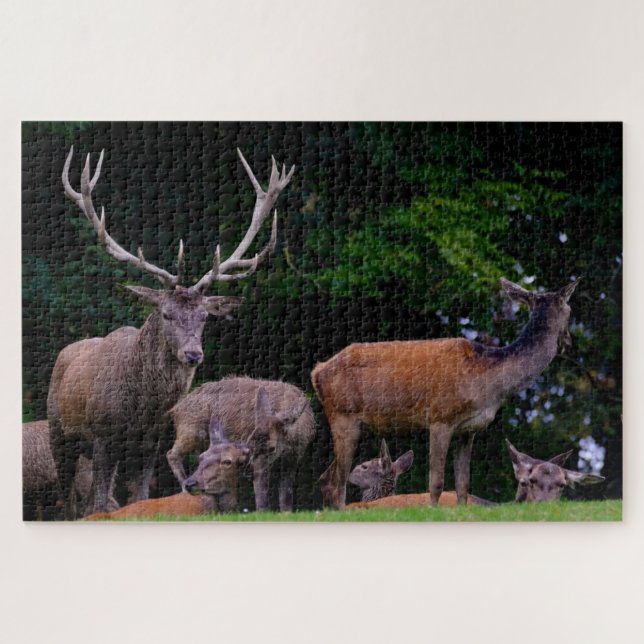 Hirsche Wild Buck Nature Herde Antler Deer (Horizontal)