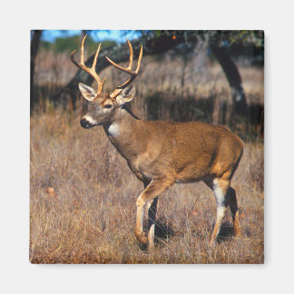 Hirsche Wildlife Magnet