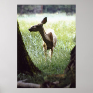 Hirsche zwischen Bäumen Poster