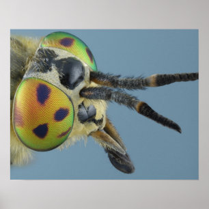 Hirschfliege Poster
