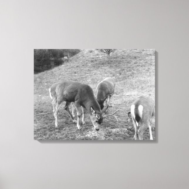 Hirschgruppe auf heißen Quellen Fotografie Leinwanddruck (Vorderseite)