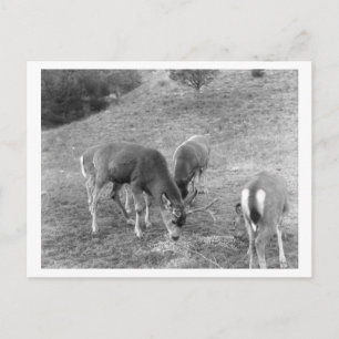 Hirschgruppe auf heißen Quellen Fotografie Postkarte
