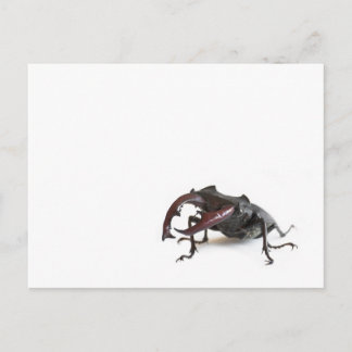 Hirschkäfer Postkarte