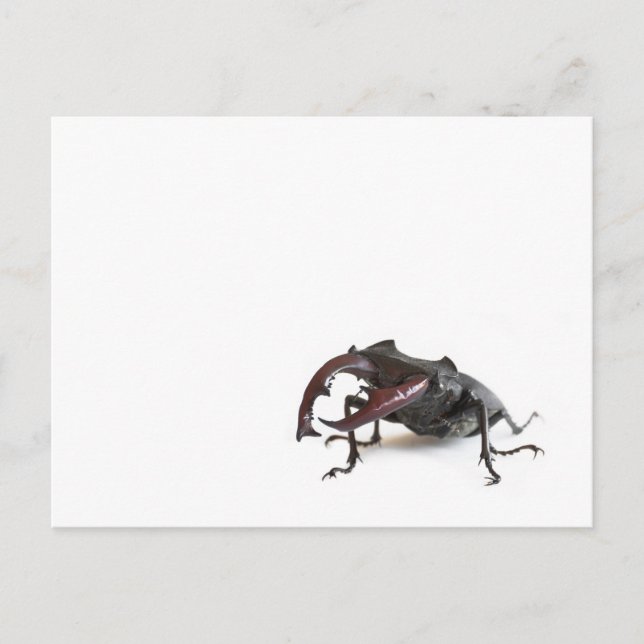 Hirschkäfer Postkarte (Vorderseite)