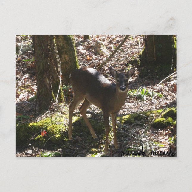 Hirschpostkarte Postkarte (Vorderseite)
